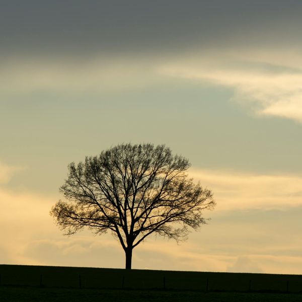 Silhouette of person in a tree pose against light